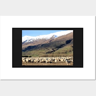 New Zealand sheep Posters and Art